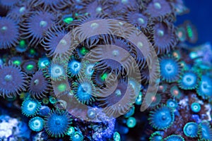 Zoanthid Soft Coral Closeup 