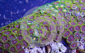 Zoanthid soft coral