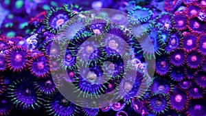 Zoanthid soft corals underwater