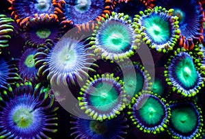 Zoanthids