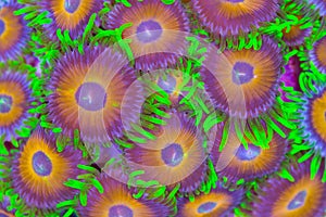 Zoanthids