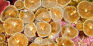 Zoanthids Colony, Bunaken National Marine Park, Indonesia