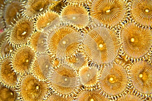Zoanthids Colony, Bunaken National Marine Park, North Sulawesi, Indonesia