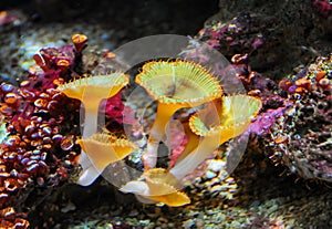 Zoanthids (order Zoantharia also called Zoanthidea), sea anemones in a marine aquarium photo