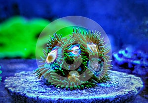 Zoanthids soft polyps - Flowers of the reef aquarium tanks