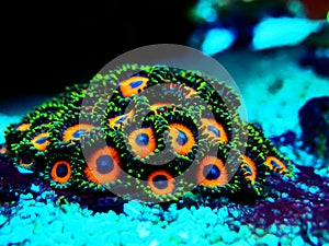 Zoanthids soft polyps - Flowers of the reef aquarium tanks photo