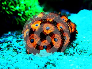 Zoanthids soft polyps - Flowers of the reef aquarium tanks photo