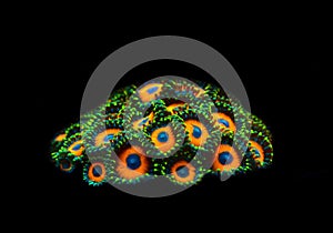 Zoanthids soft polyps - Flowers of the reef aquarium tanks photo