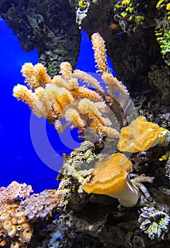 Zoanthids (Zoantharia also called Zoanthidea), sea anemones in a marine aquarium photo