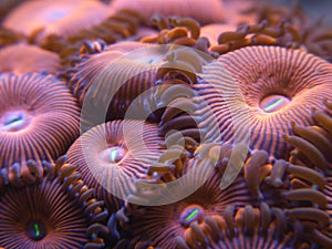 Zoanthos