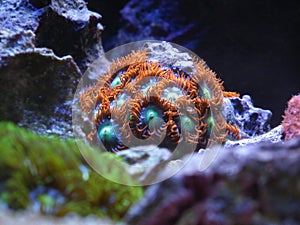 Zoanthos