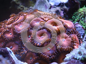Zoanthos