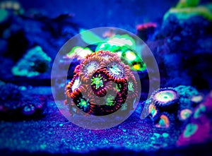 Zoanthids soft polyps - Flowers of the reef aquarium tanks photo