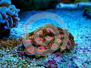 Zoanthids soft polyps - Flowers of the reef aquarium tanks photo