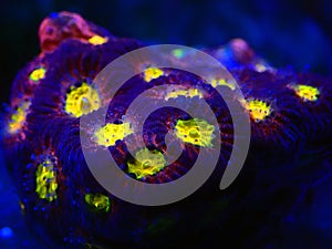 Zoanthids soft polyps - Flowers of the reef aquarium tanks photo