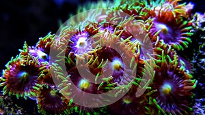 Zoanthus colony polyps coral in reef saltwater aquarium tank photo