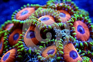 Underwater macro shot Zoanthus polyps colony soft coral in reef aquarium tank photo