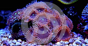 Zoanthus polyps colony coral in reef aquarium tank photo