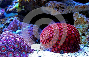 Zoanthus polyps colony coral in reef aquarium tank photo
