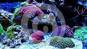 Zoanthus polyps colony coral in reef aquarium tank photo