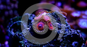 Zoanthus polyps colony coral in reef aquarium tank photo