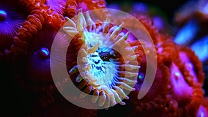 Zoanthus colony polyps coral in reef saltwater aquarium tank photo