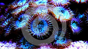 Zoanthus colony polyps coral in reef saltwater aquarium tank photo