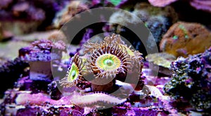 Underwater macro shot on Sunny D Zoanthus polyps colony soft coral in reef aquarium tank photo