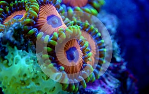 Underwater macro shot Zoanthus polyps colony soft coral in reef aquarium tank photo
