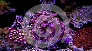 Zoanthus polyps colony coral in reef aquarium tank photo