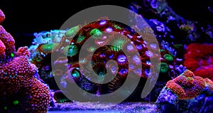 Zoanthus polyps colony coral in reef aquarium tank photo