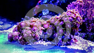Zoanthus polyps colony coral in reef aquarium tank photo