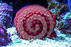 Zoanthus polyps colony coral in reef aquarium tank photo