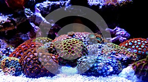 Zoanthus polyps colony coral in reef aquarium tank photo