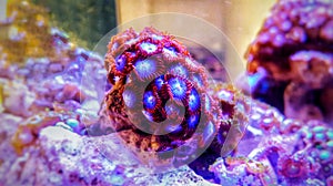 Zoanthus polyps colony coral in reef aquarium tank photo