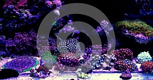 Zoanthus polyps colony coral in reef aquarium tank photo