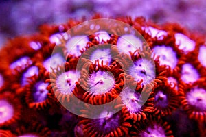 Zoanthus polyps colony coral in reef aquarium tank photo