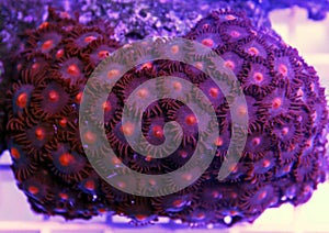 Zoanthus polyps colony coral in reef aquarium tank photo