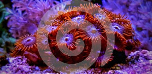 Zoanthus polyps colony soft coral in reef aquarium tank photo