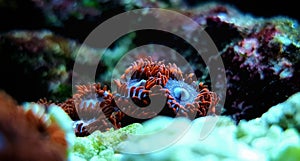 Zoanthus polyps in coral reef aquarium tank