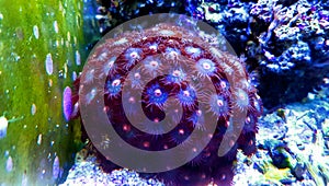 Zoanthus polyps in coral reef aquarium tank