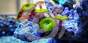 Zoanthus polyps in coral reef aquarium tank