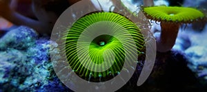 Zoanthus polyps in coral reef aquarium tank