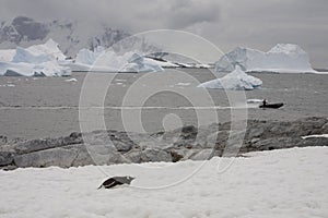 Zodiac exploring the ocean, Antarctica.