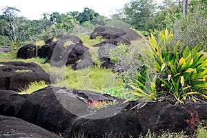 Zombi Inselbergs, nearby Saint-Georges de l'Oyapock, French Guiana photo