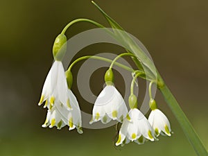 Zomerklokje, Summer Snowflake, Leucojum aestivum