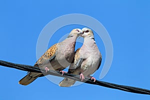 Zomertortel, Turtle Dove, Streptopelia turtur