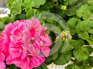 Zonal Geraniums pink full bloom flowers