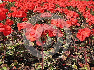 Zonal Pelargonium (Pelargonium zonale)
