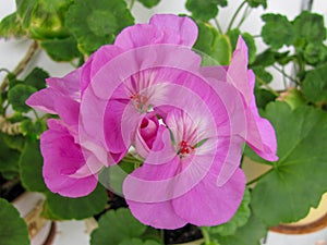 The zonale pelargonium plant with Pink purple flowers PAC Blue Wonder